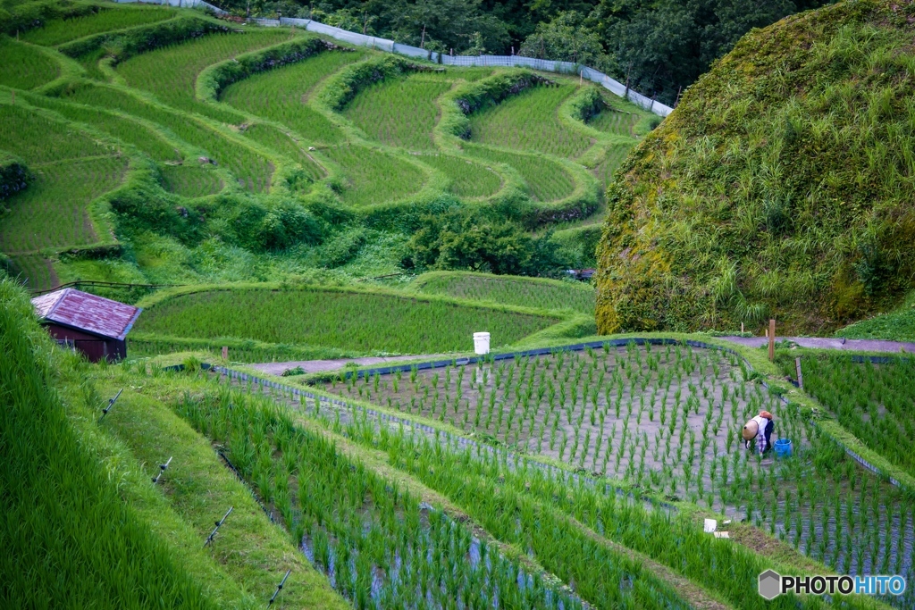 雨上がりの千枚田