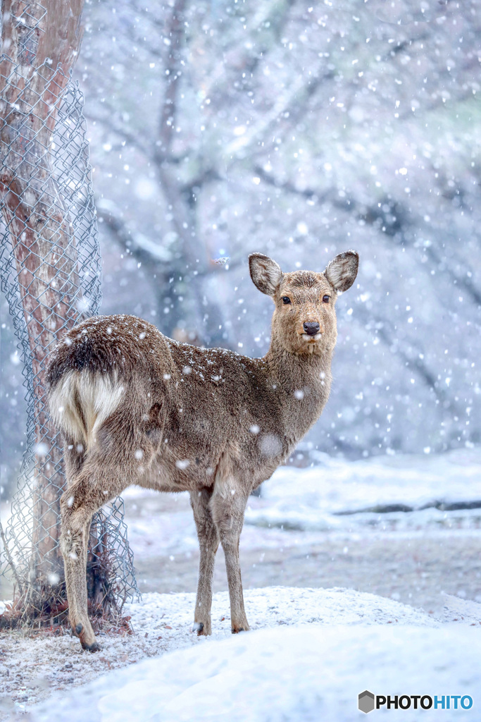 雪の奈良公園