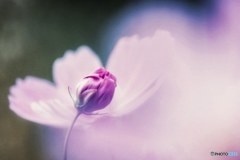 秋桜