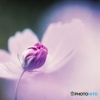 秋桜