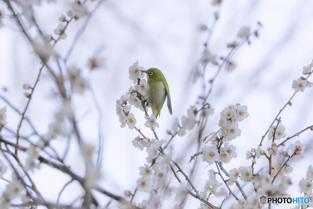 春の匂い