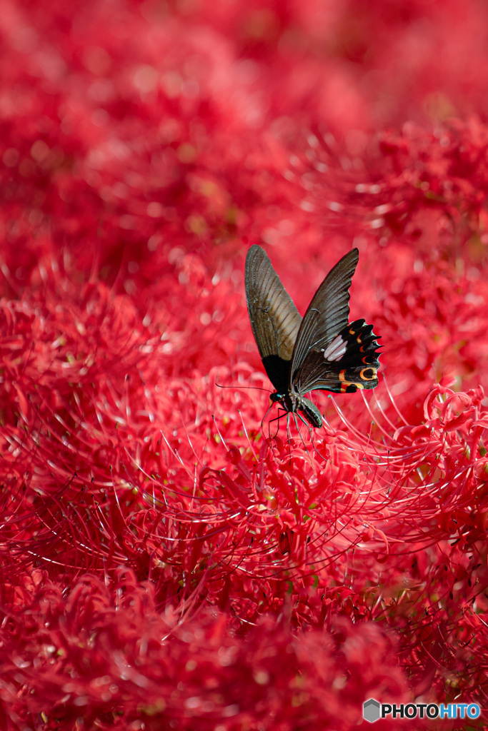 Spangle butterfly