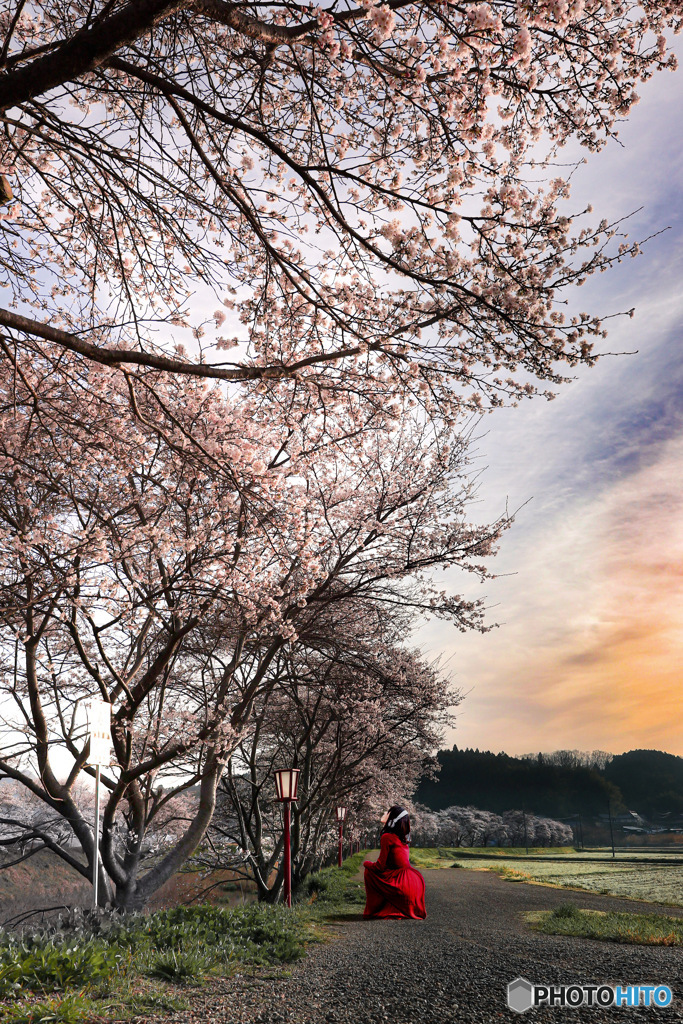 桜並木
