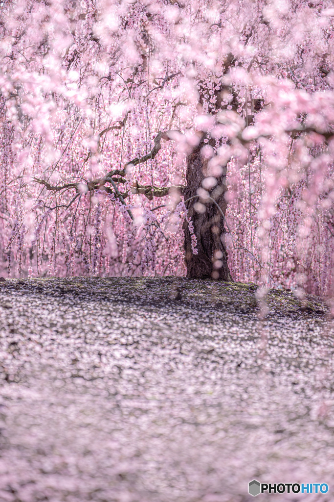 花雪