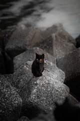 BLACK CAT