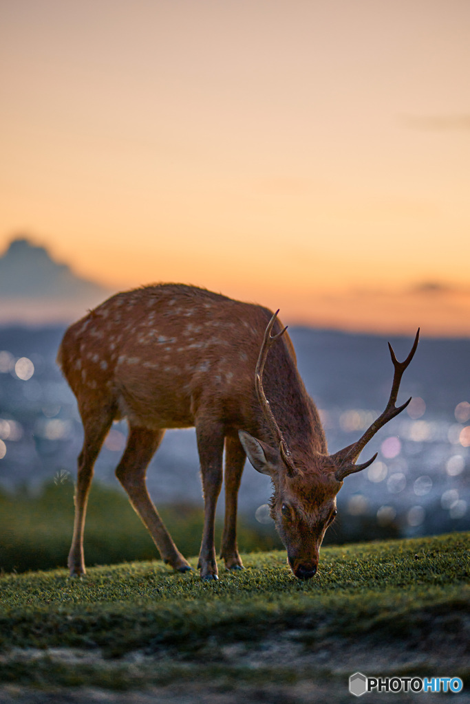 夕食