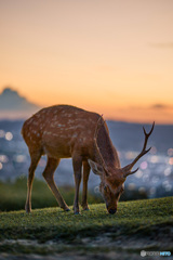 夕食