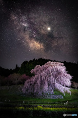 銀河の見える桜