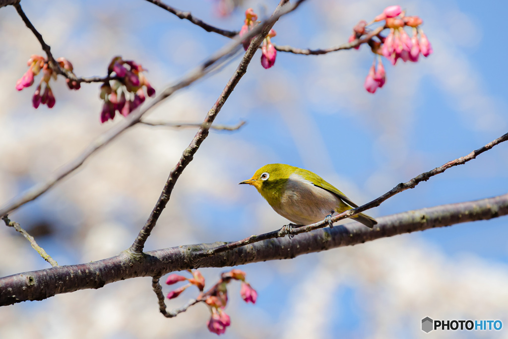 蜜探し