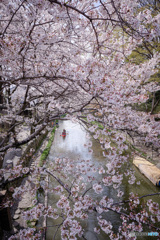 水郷めぐり