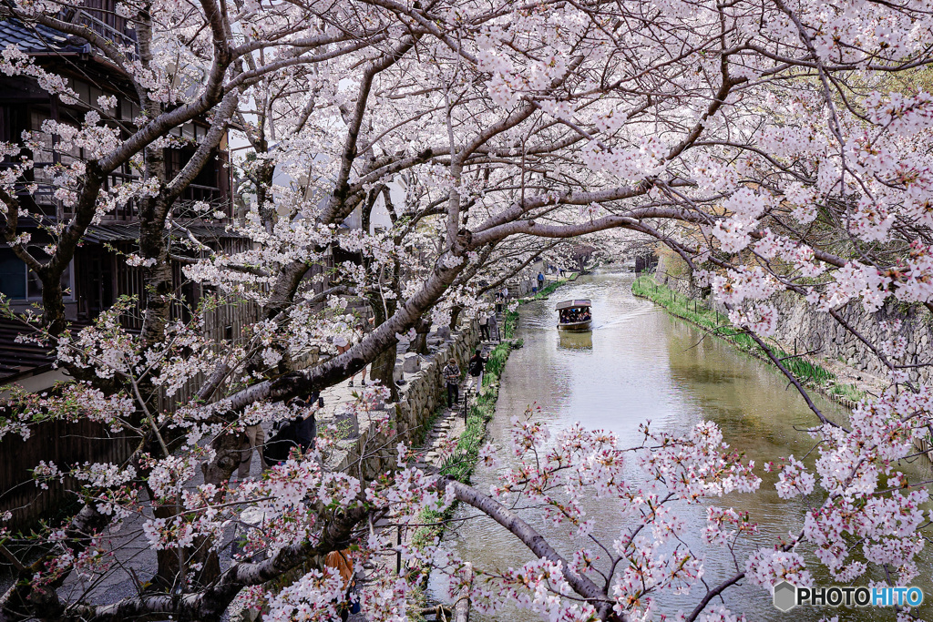 桜と屋形船