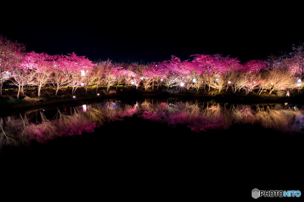 河津桜ライトアップ