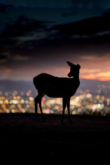 山頂からの夜景と鹿