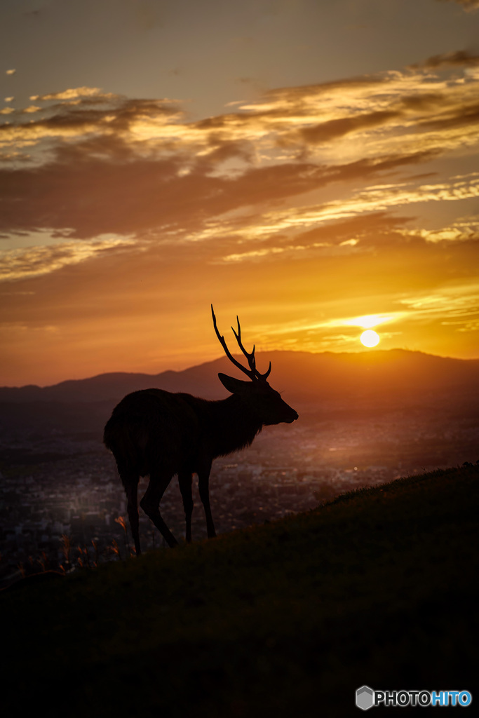 山の王