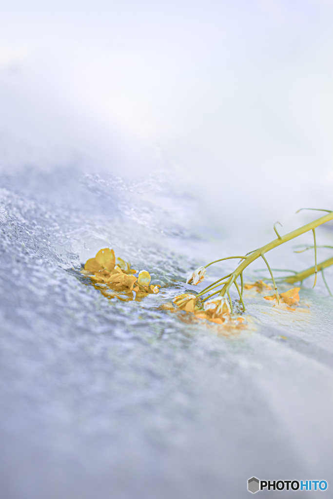 氷花