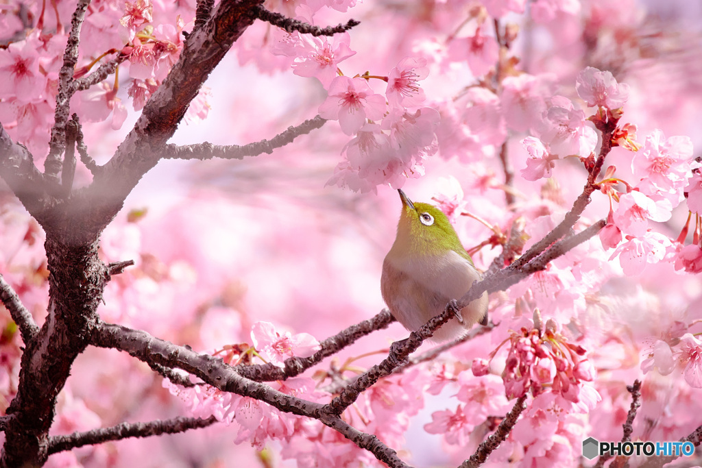 河津桜とメジロ