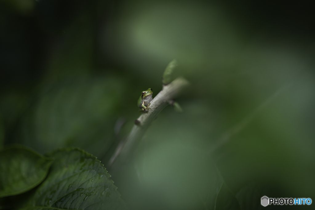 梅雨時