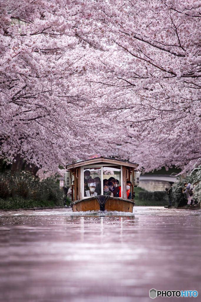 春の花道