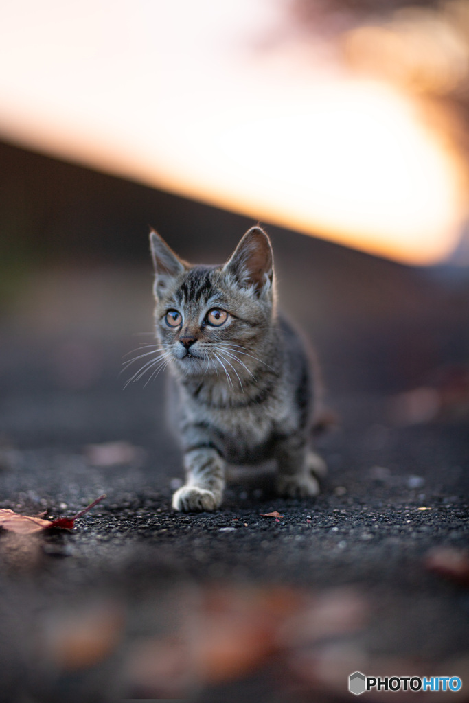 島の子猫
