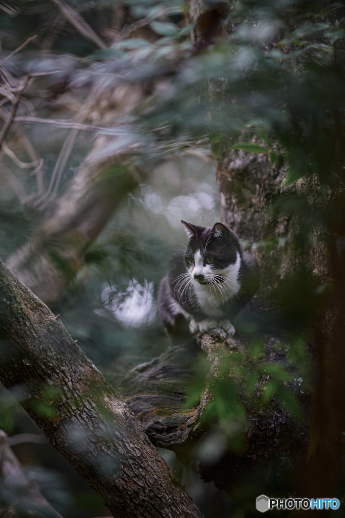 木登りCAT
