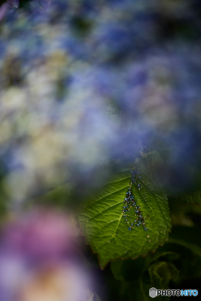 花弁