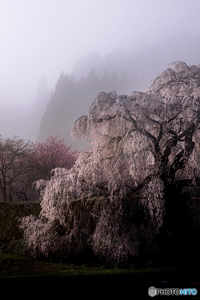 朝霧の枝垂れ桜