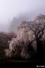 朝霧の枝垂れ桜