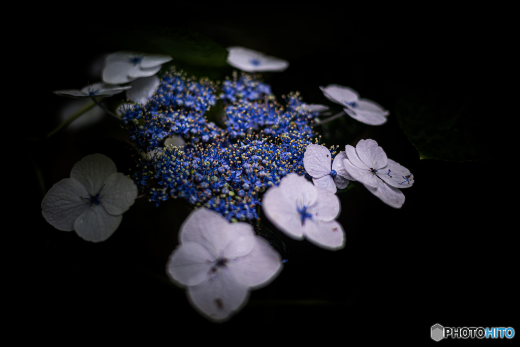 紫陽花