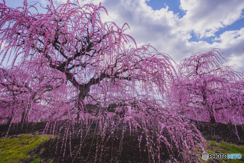 鈴鹿の森庭園