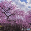鈴鹿の森庭園