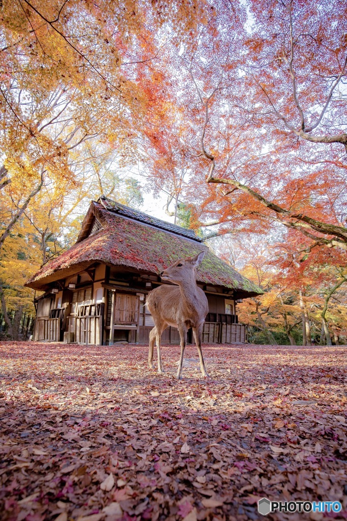 晩秋