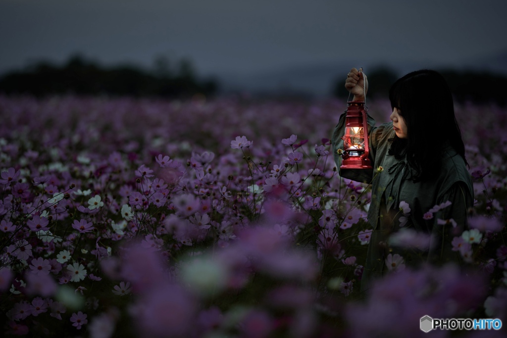 夕刻の秋桜