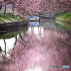 笠松河津桜
