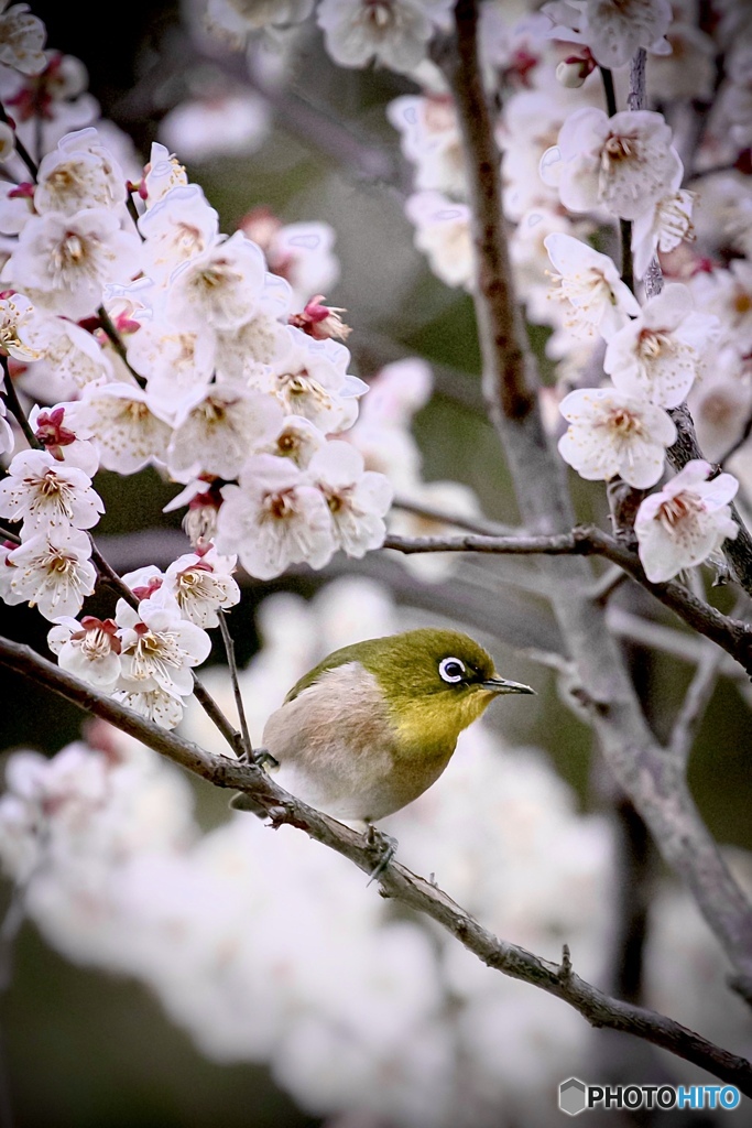 蜜探し