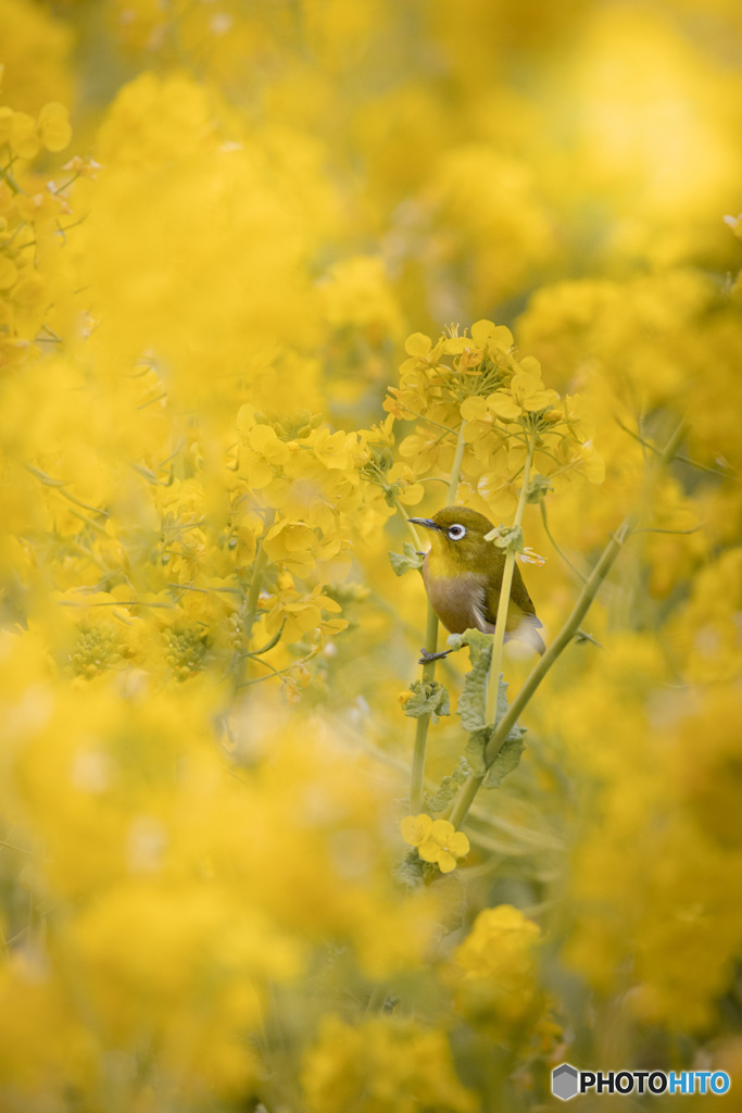 ひみつの花園