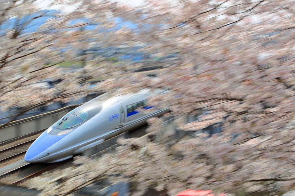 桜