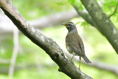 マミチャジナイ