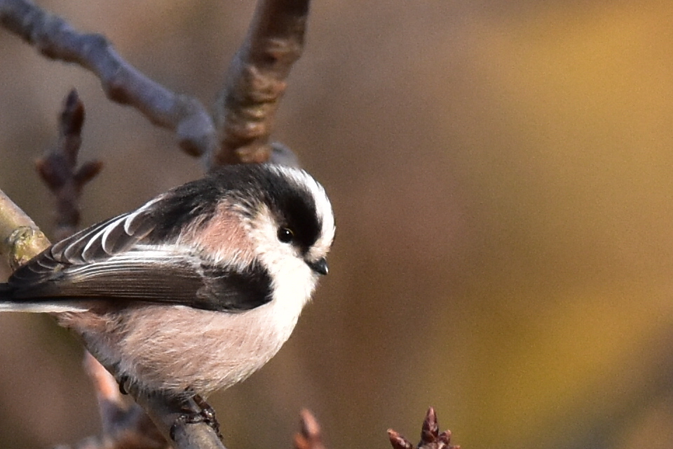 これも可愛いぞーーーー‼️ 