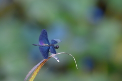 チョウトンボ ①