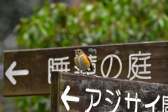 案内人のルビ子ちゃん