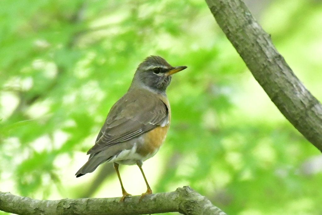 マミチャジナイ②