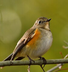 ルリビタキ 蔵出し