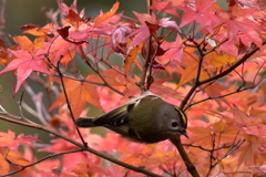 もみじの中で②