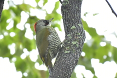 アオゲラ祭り②