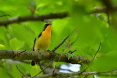 初キビタキ撮ったどーーー‼️