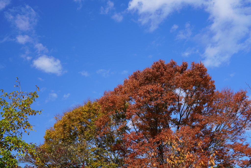 マイフィールド花公園にて①