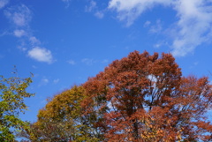 マイフィールド花公園にて①