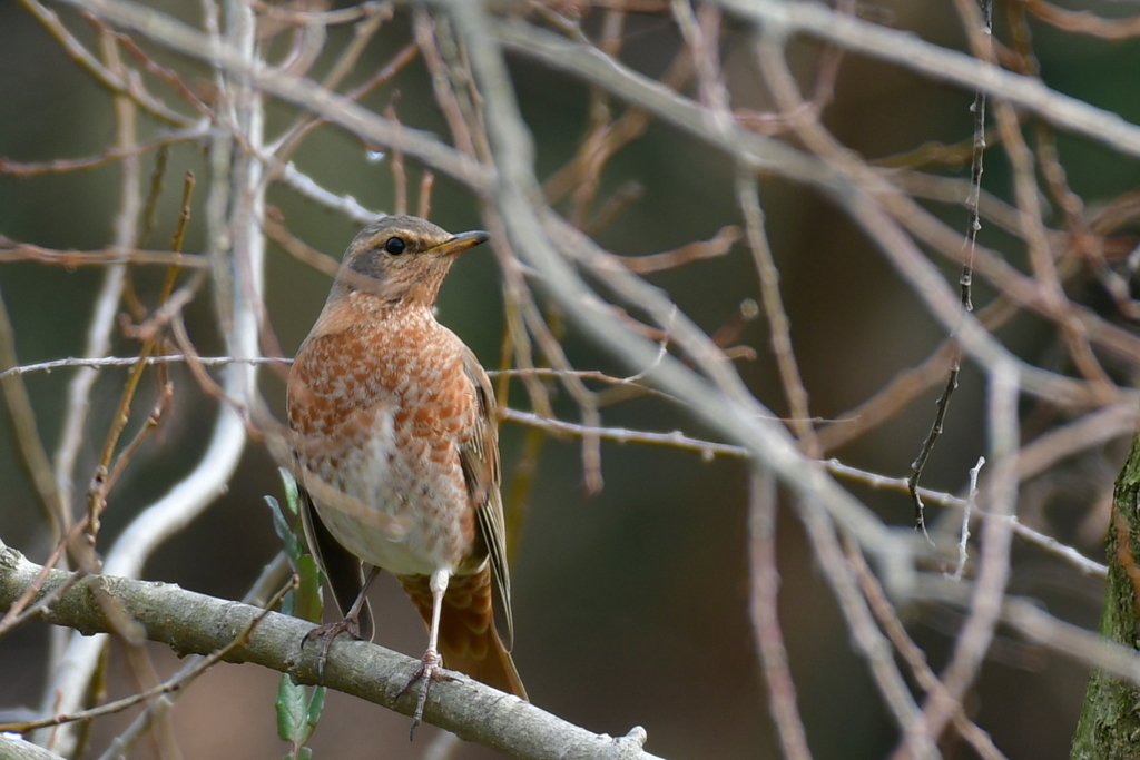 ハチジョウツグミ