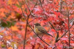 紅葉の中の素敵な彼女☆