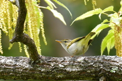 センダイムシクイ